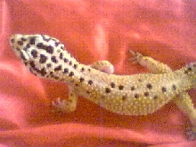 Luster (adult male)