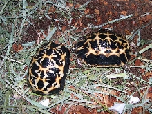 C.B. Brygooi