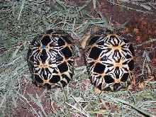 radiated tortoises