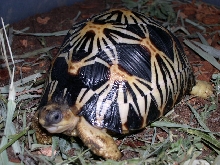 G. radiata