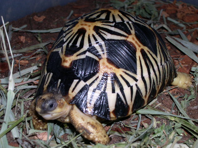 G. radiata