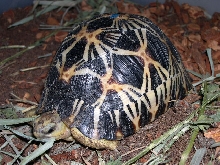 G. radiata