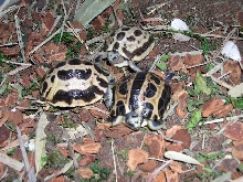 Pyxis arachnoides