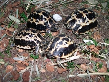 pyxis arachnoides brygooi
