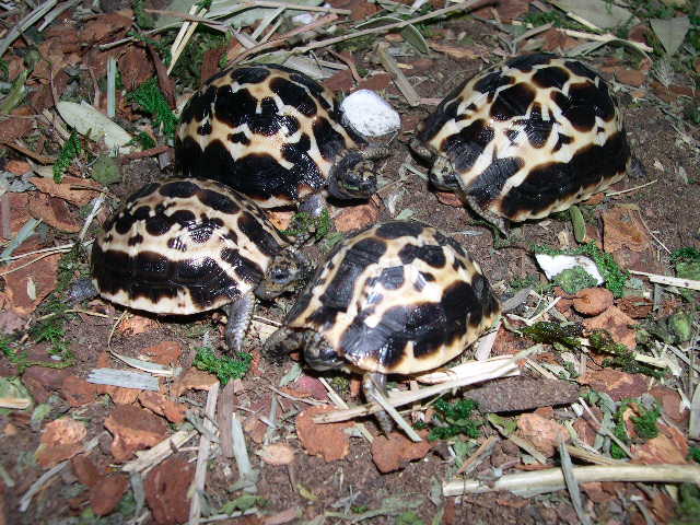 pyxis arachnoides brygooi
