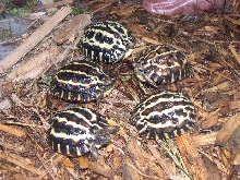 C.B. Pyxis Planicauda