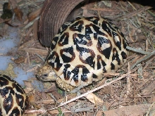Sri Lankin star  tortoise