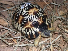 Radiata Tortoise