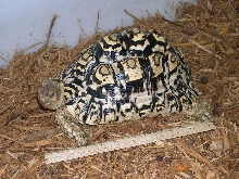 Leopard Tortoise female