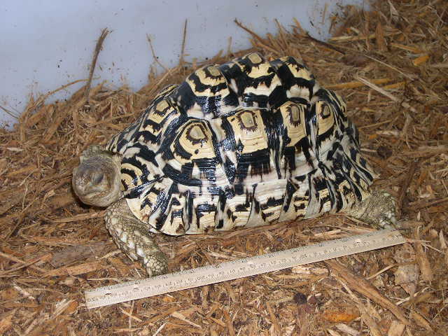 Leopard Tortoise female
