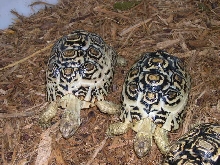 Leopard Tortoises