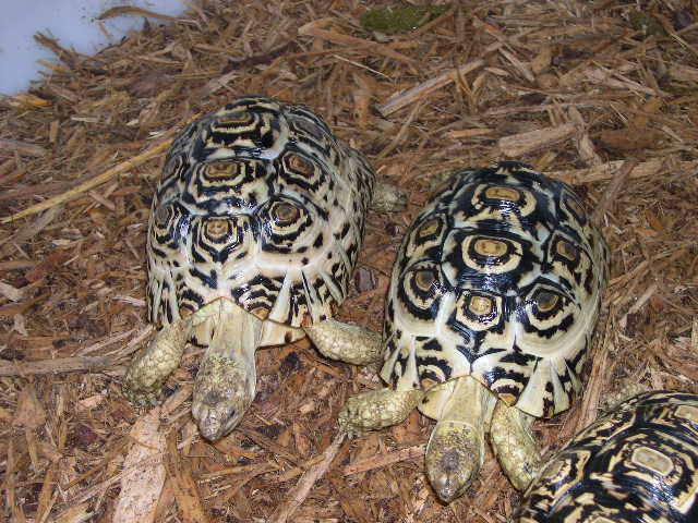 Leopard Tortoises