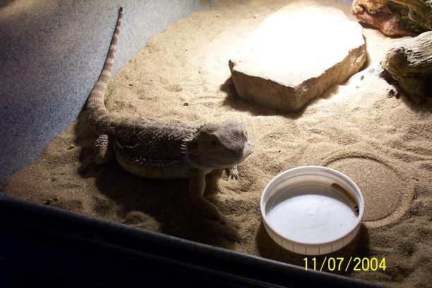 My beardie