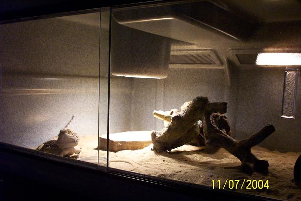 My Beardie2