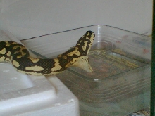 jungle cerpet python