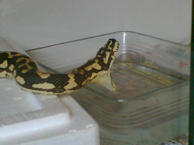jungle cerpet python