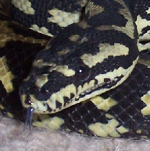 close up of my carpet python