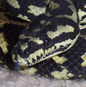 close up of my carpet python