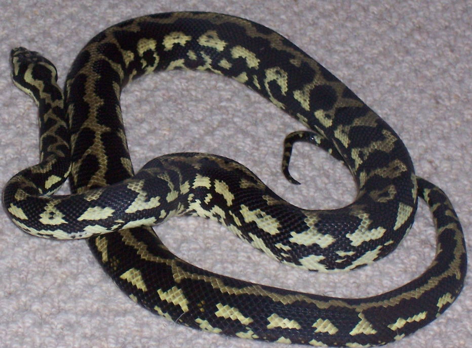 what breed of carpet python- blood line do you think