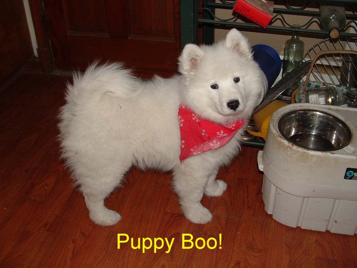 "Little Boy Boo"