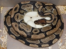 Athena on eggs