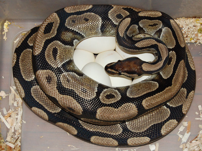 Athena on eggs