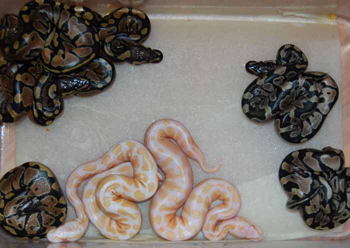 2010 albino clutch