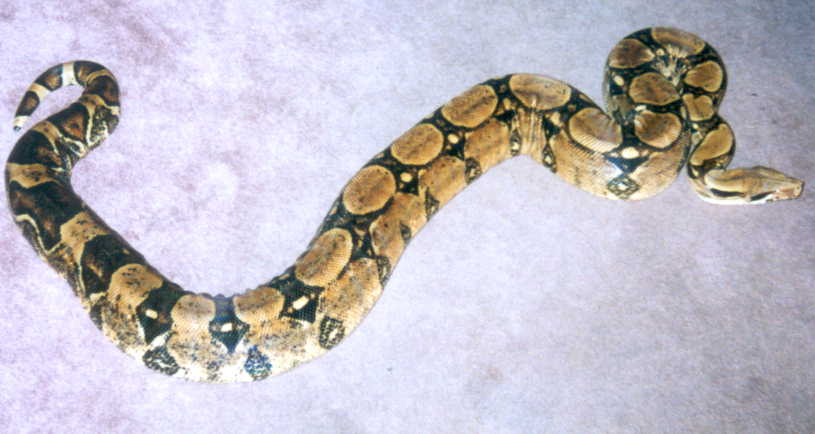 rescued bci