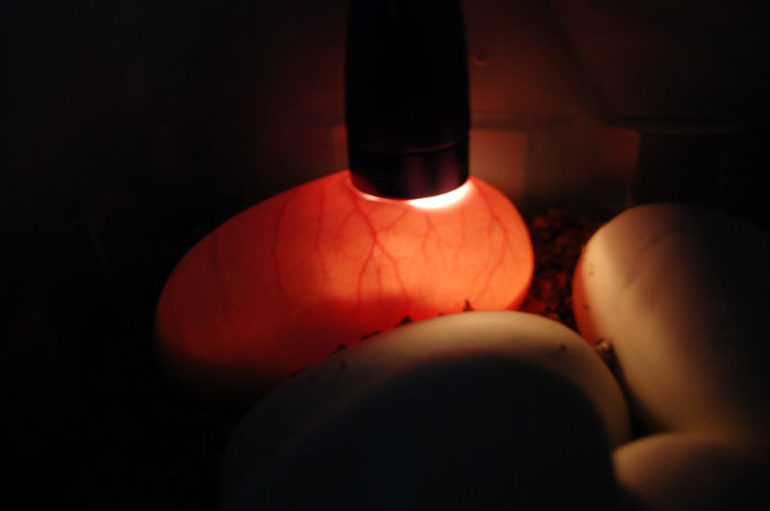 candling ball python eggs