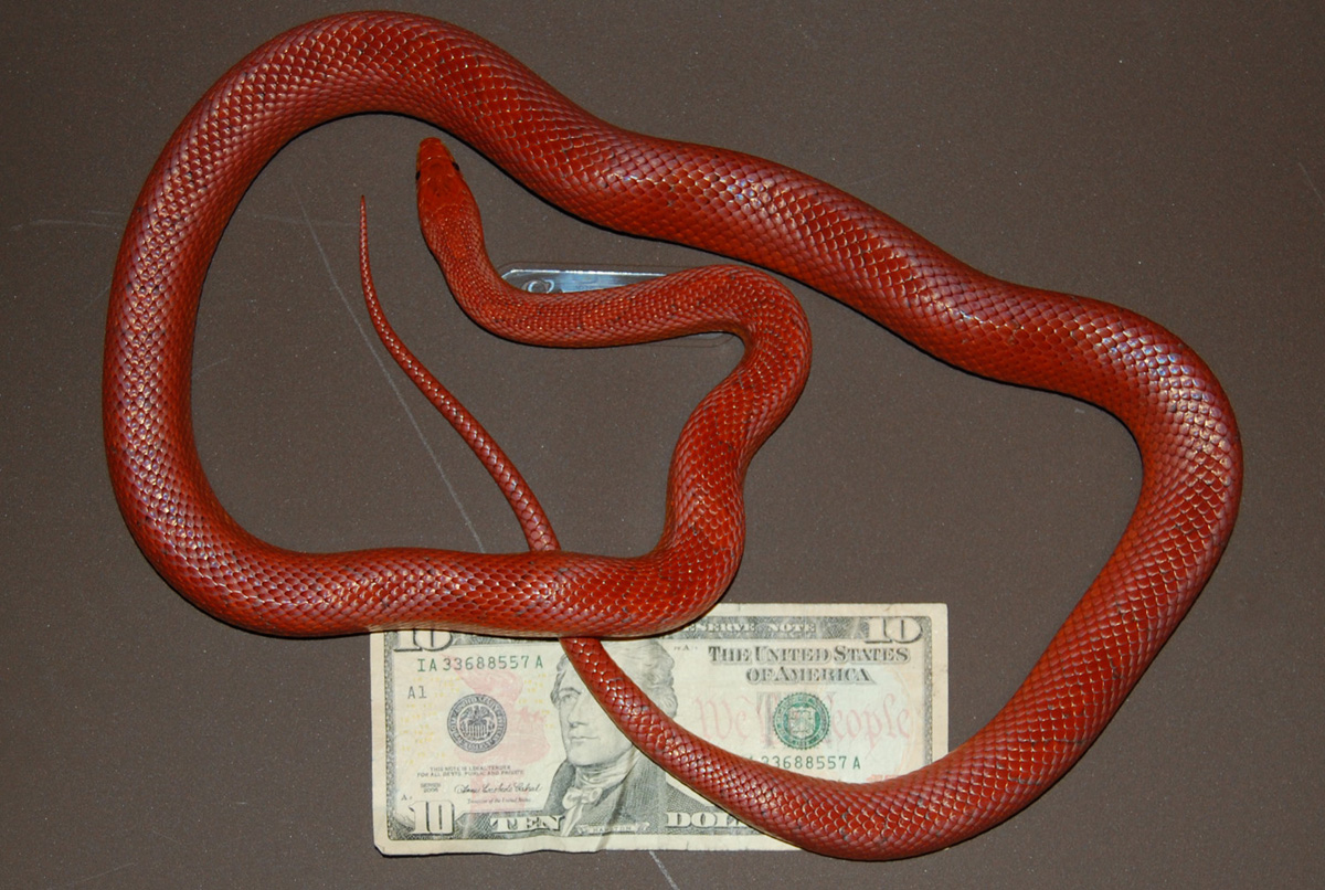 female corn 1