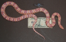 female corn 2
