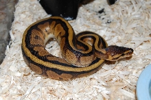 G stripe