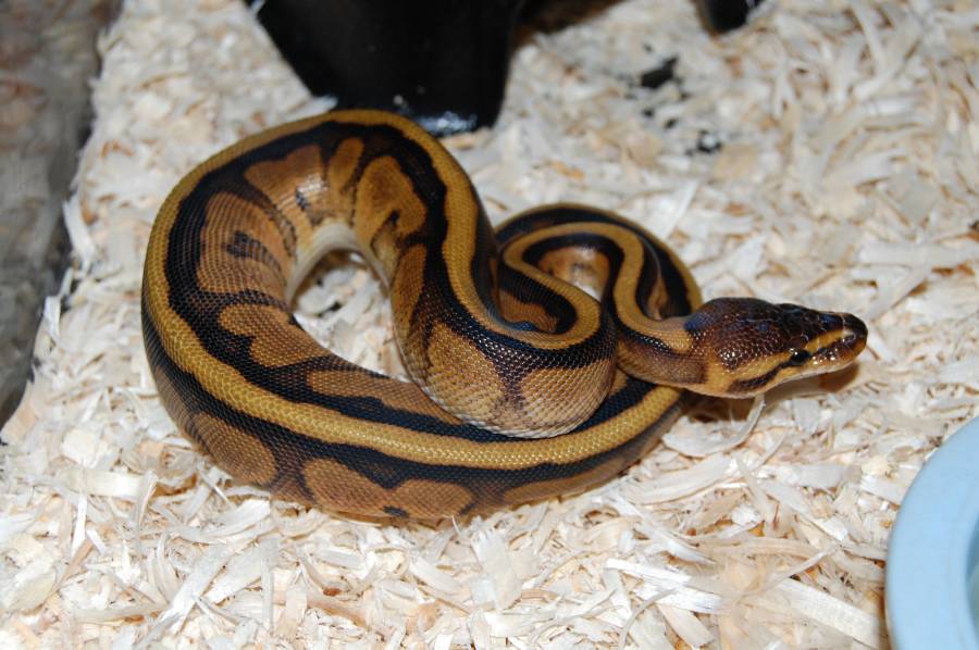 G stripe