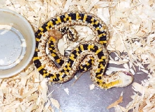 female western hognose playing dead