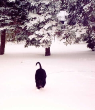 black lab in the snow