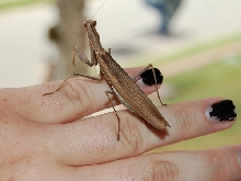 mantis