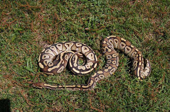 mojaves