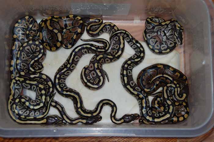 2010 mojave clutch