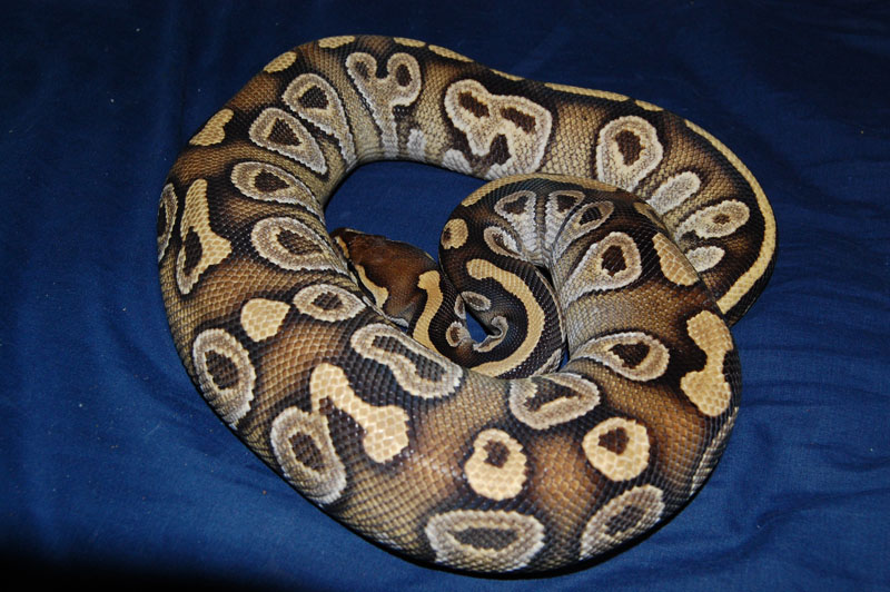 Female mojave
