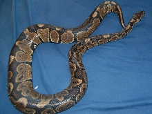 mb1