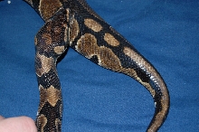 mb3