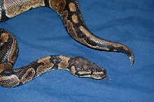 mb4