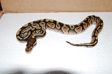 mystic female