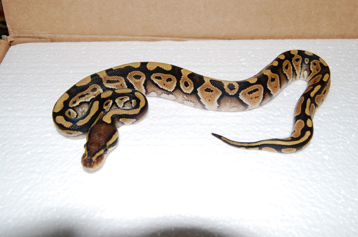 mystic female