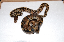 mystic female w/normal male