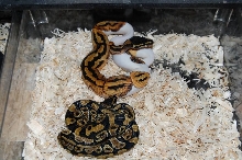 piebald and het piebald