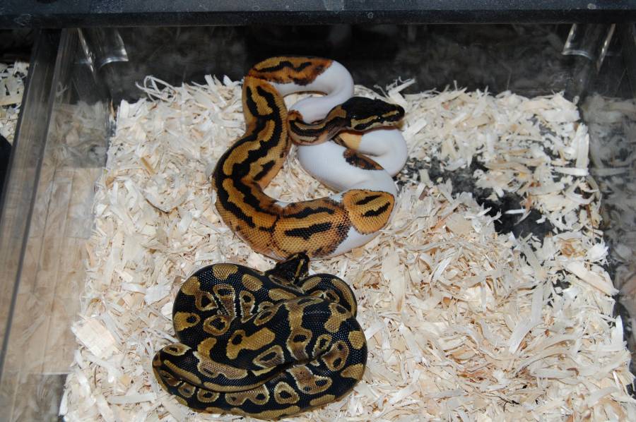 piebald and het piebald