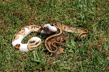 piebald and g-stripe