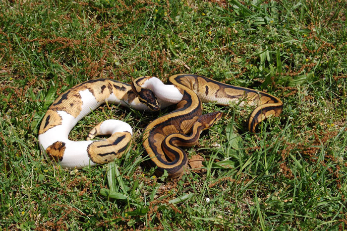 piebald and g-stripe