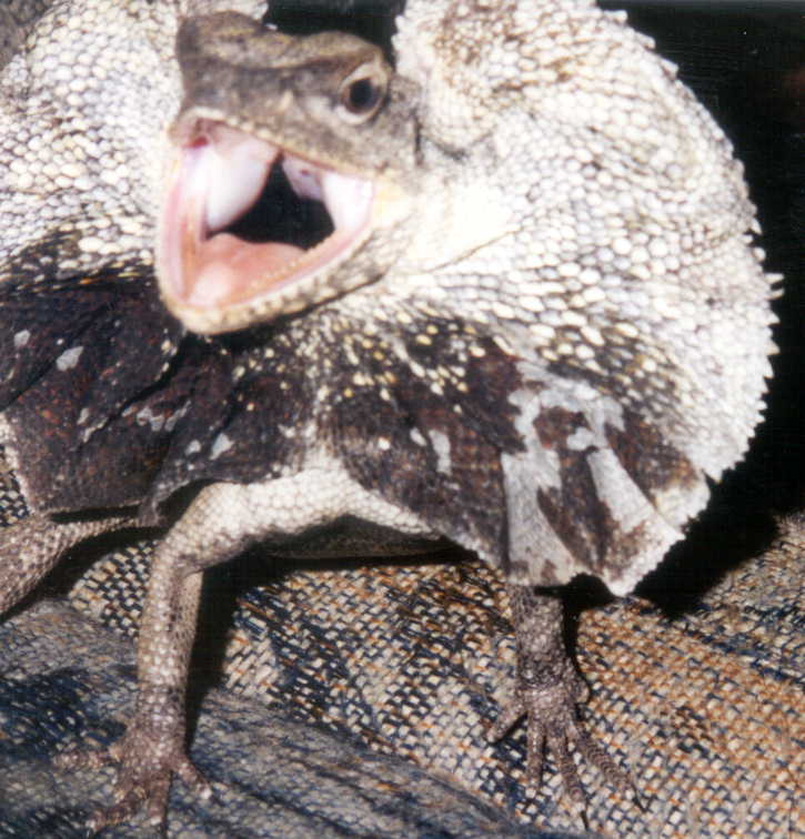the face of evil